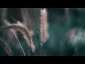 "Melody for Luca" / Levan Lomidze & Blues Cousins