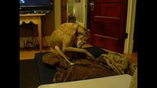 Making his bed all comfy