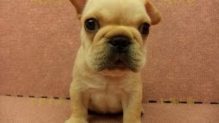 preview picture of video '11/22 奶油色法國鬥牛 french bulldog -公幼犬-日新犬舍'