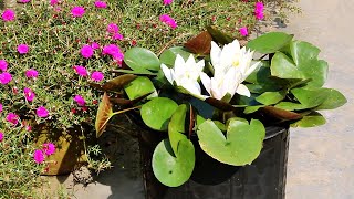 How To GROW WATER Lily At Home EASILY [With All CARE Tips]