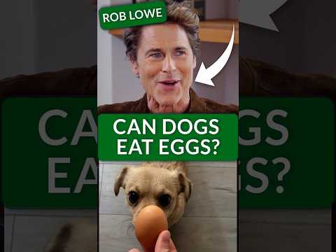 Eggs for Dogs—Healthy or Harmful? Rob Lowe Gets the Science from Dr. Gary Richter