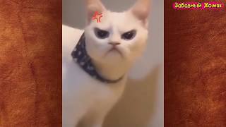 СМЕШНЫЕ ЖИВОТНЫЕ 2019 / ПРИКОЛЫ КОТЫ СОБАКИ, ЛУЧШИЕ ПРИКОЛЫ с Кошками и Собаками Funny Cats