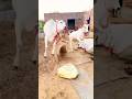 Dance Mood Ytshorts Viralvideo Cow Greenscreen