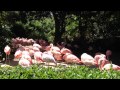 Flamingo At LA Zoo