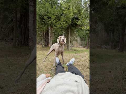 СОБАКИ СПАСЛИ НИКИТУ ОТ ЗАРАЖЕНИЯ 😬