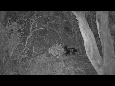 Djuma: Honey Badger - 22:26 - 10/12/19