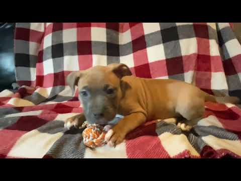 Serenity playing with her toy