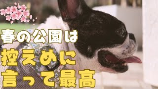 フレブルと春の公園で全力で遊んでみた🐶