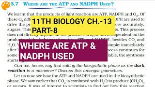 Class 11 Biology|Ch.-13 |Part-8||Where are ATP and NADPH used||Study with Farru