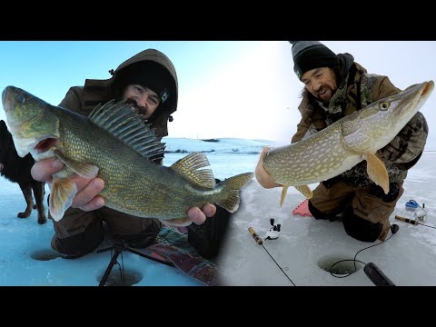 Antelope Lake Big Walleye AND Northern Pike Crystal Clear Underwater Footage MarCum HD Pursuit