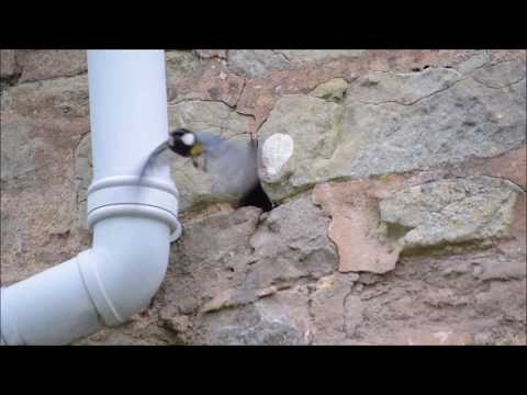 Drainpipe Abberley Worcs