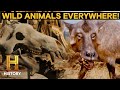 MonsterQuest: Unknown Predator is Killing Hundreds of Farm Animals *2 Hour Marathon*