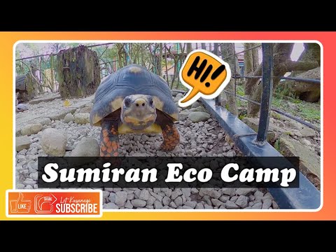 Sumiran Eco Camp | The Animals