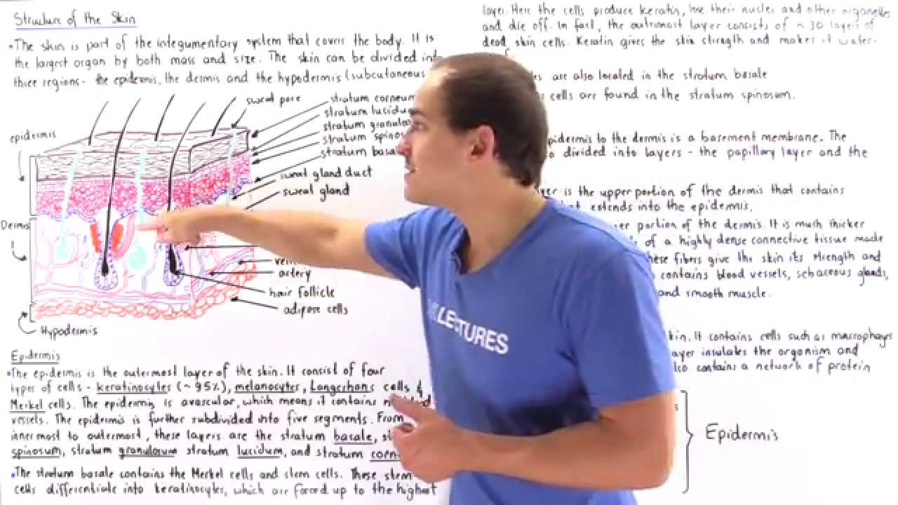 Structure of Skin