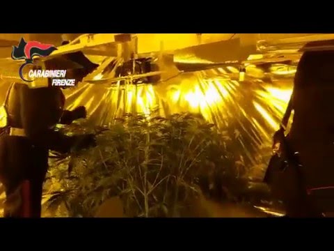 PIANTAGIONE DI MARIJUANA TROVATA IN UNA VILLA - VIDEO CARABINIERI