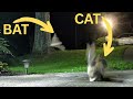 Cat Snatching A Bat Out Of Mid Air