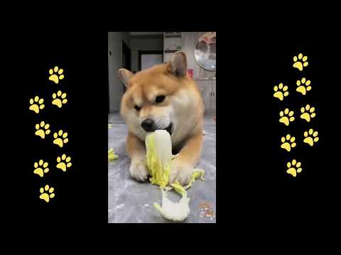 funny 🐶 dogs reactions part 46 No Languages only funny voices |Sabeera smc funny videos 2023