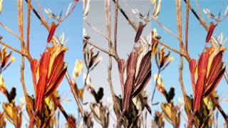 Panasonic GH3 Camera Setup Tips for Grading.