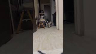 ワンコが駆けてくる姿が可愛すぎるw #shorts