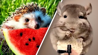Baby Animals Eating (Core Word: Eat) gameplay video by nhaan, 10:32 duration