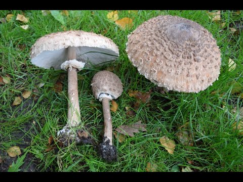 Branje pečuraka Sunčanica (𝓜𝓪𝓬𝓻𝓸𝓵𝓮𝓹𝓲𝓸𝓽𝓪 𝓹𝓻𝓸𝓬𝓮𝓻𝓪) #mushrooms#forestexploration #healingnature