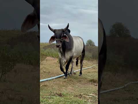 TOURO ZEBU GRANDE CAMPEÃO DA PARAÍBA #shorts