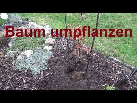 Wann und wie Baum umpflanzen Jahreszeit Bäume pflanzen umpflanzen