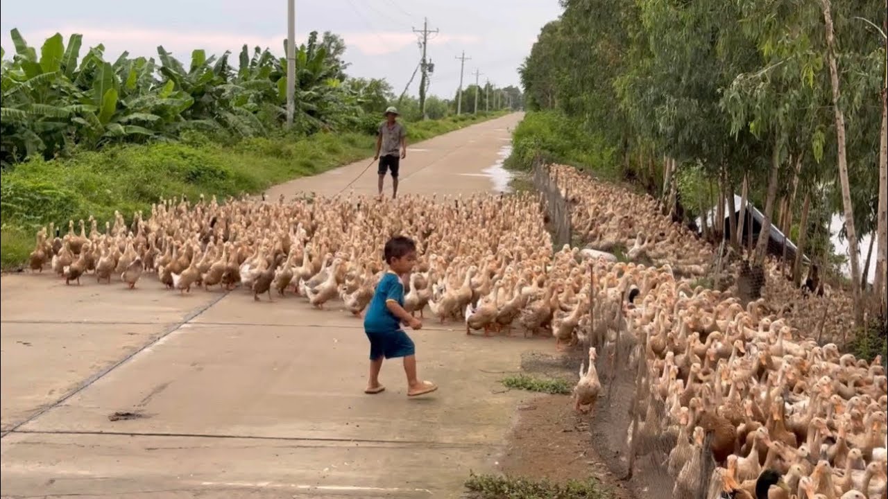 The Ducks | Camping Ducks | Full video of ducks laying and running in the fields | farm duck
