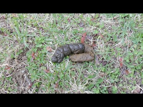 YouTube video about: Will ridex dissolve dog poop?