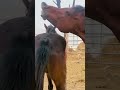 Best Horse Mare   love .. #horsemare #animals  #equestrian #animals #horselover #stallion