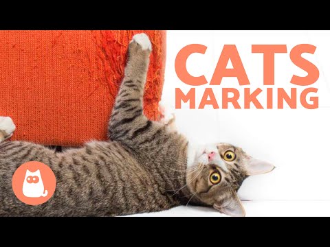 How Do CATS MARK Their TERRITORY? 🐱🐾 (Stop Inappropriate Marking At HOME ✅)