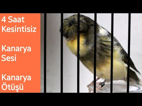 Canary Singing Video | The Best Canary Training Song 240 Minutes