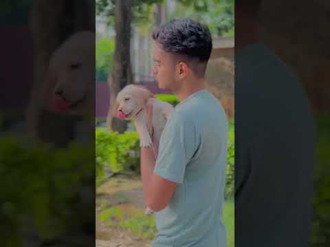 Sunny boy #shorts #labrador #dog #doglover #trending #sunnyboy