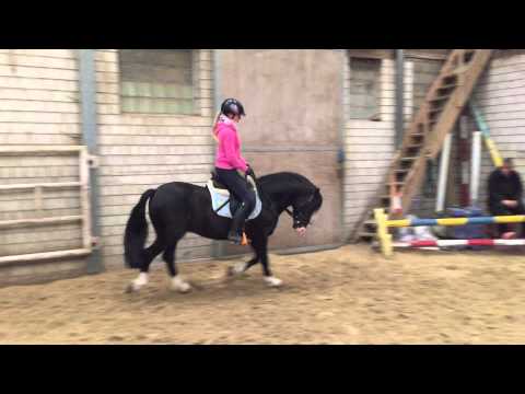 Welsh C Hengst Hope coco jambo *2011