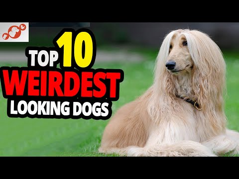 🐕 Weirdest Dogs – TOP 10 Weirdest Dog Breeds In The World!