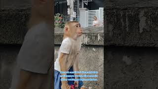 Download lagu Monyet ini takut dimarahi majikannya‼️#monyetcantikbandel #monyetcantik #monyet #monkey #funny #lucu mp3