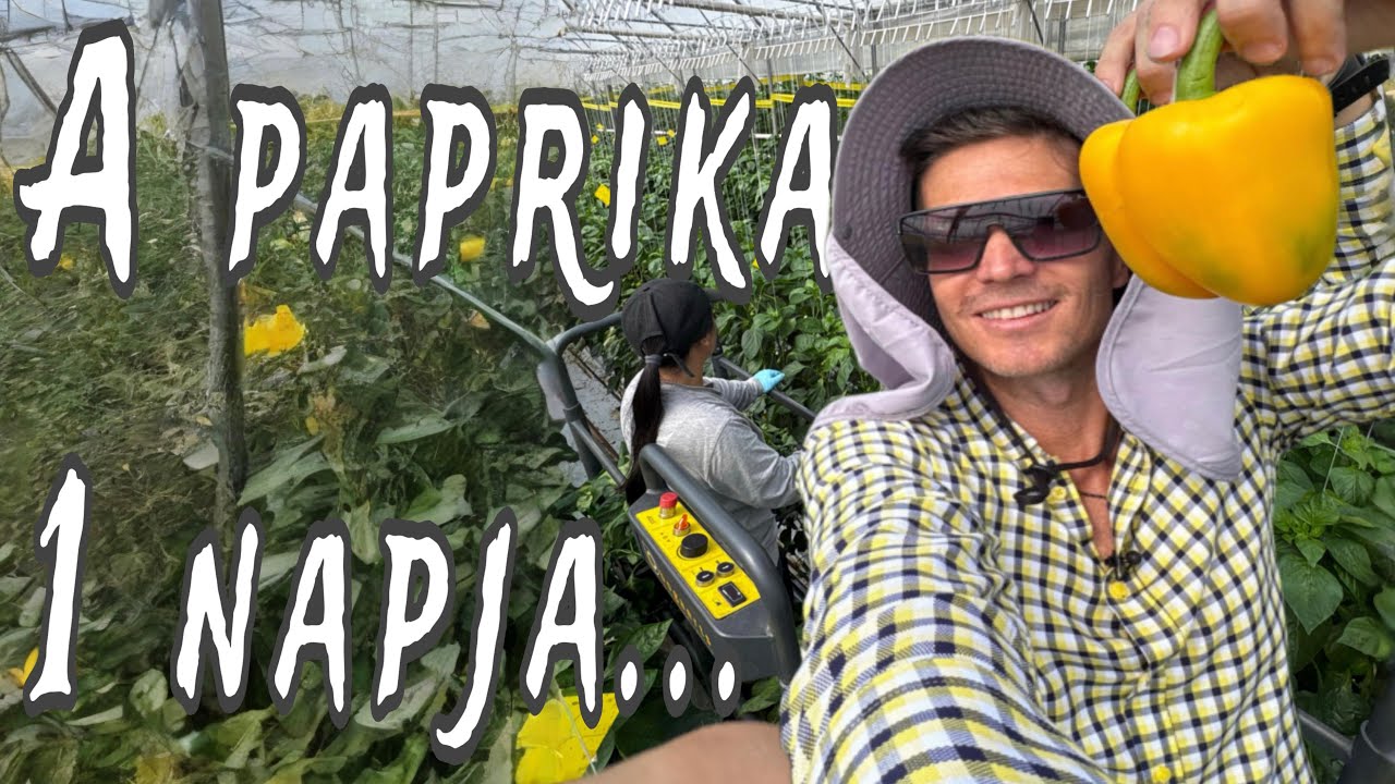 A kaliforniai paprika egy nap alatt az üzletbe ér szedést követően az ALDI-nál