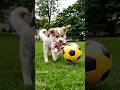 Puppy Funny Playing Video Puppy Cute Pets Funny Dog Puppydog Youtubeshorts