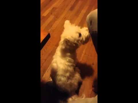 Mi perrito  lío vilorio loco con antoni santos amargaooooooo