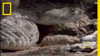 Red-Tailed Hawk vs. Rattler | National Geographic