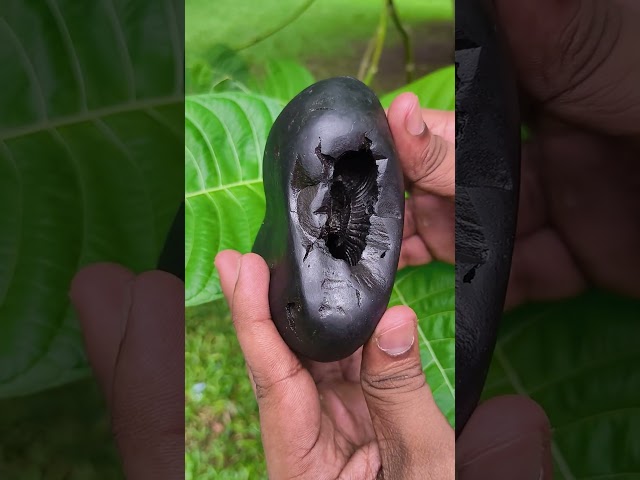 Vishnu Avatar Narasimha Shaligram Shila video