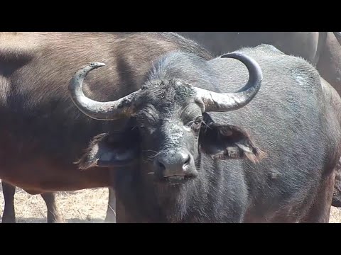 A very large herd of buffalo at Djuma Waterhole, Part 2