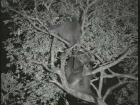 Djuma Game Drive Night Cam