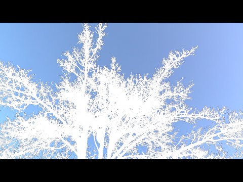 spring.morning.birds.2020-04-10