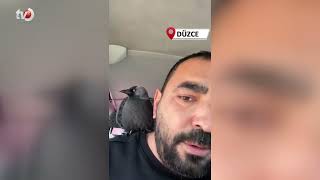 Karga Önce Sileceğe, Sonra Sürücünün Omzuna Kondu