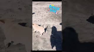Video preview image #1 Chihuahua-Unknown Mix Puppy For Sale in Temecula, CA, USA