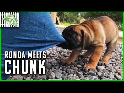 download lagu mp3 mp4 Buy Boerboel Puppy, download lagu Buy Boerboel Puppy gratis, unduh video klip Buy Boerboel Puppy