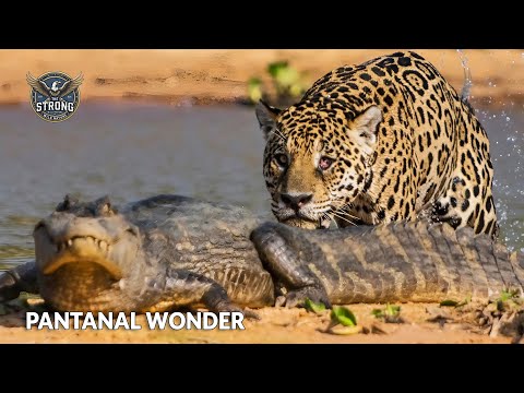 Wild Pantanal: Brazil's Hidden Natural Wonders | The Struggle for Survival of Wildlife