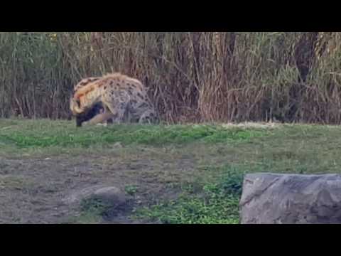 20170118 hyenas