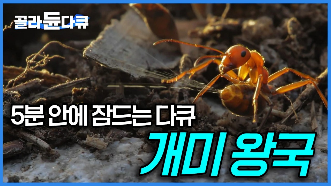 1년간 집요하게 촬영한 개미들의 왕위 찬탈 과정! 개미도 이렇게 성실하게 사는데...마치 인간 세상을 보는 듯 흥미진진한 개미의 세계｜자연다큐｜다큐프라임｜#골라듄다큐
